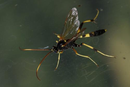 Acroricnus seductor